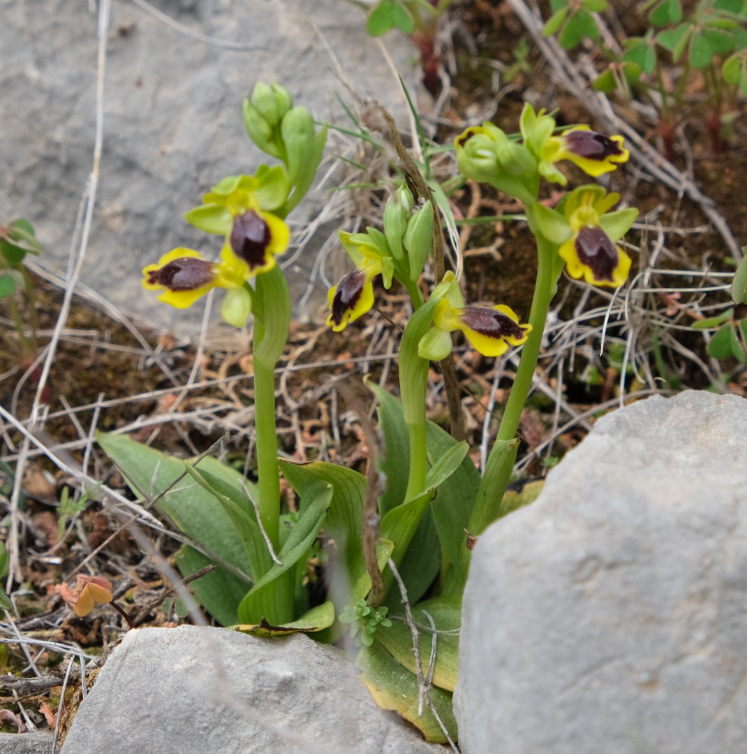 Anno nuovo, orchidee nuove: dalla Grecia con passione.